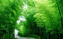 奧森公園挖野菜 半天勸離二十人