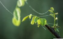 拿證速遞 | 金地·大湖風(fēng)華獲預(yù)售許可預(yù)告