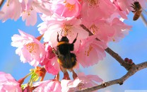 走進泰國芭堤雅水上市場