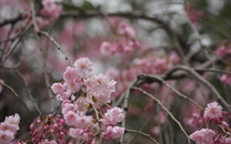 臺北西門町飄五星紅旗 舉旗民眾高呼“打倒臺獨”