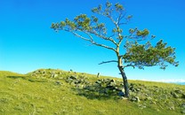 西昌森林大火現場：火勢未見減弱 沿山勢蔓延