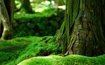 今年“馬上有錢花”的生肖，從此福祿滿滿，十有八九都是財運爆棚