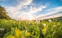 宿州市長(zhǎng)：每天看10次大氣質(zhì)量才踏實(shí)