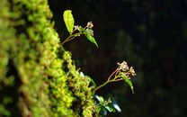 花開時節動京城 70種菏澤牡丹裝扮故宮