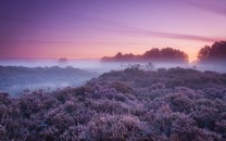 最美紐約球迷 安東尼小斯助霉霉完成扣籃夢