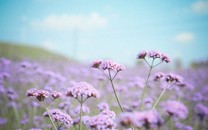 雪落山西蘆芽山懸空村