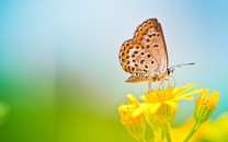 5月1號十二生肖運勢指南