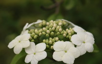 下花園走好綠色發展新路 京北金茂悅打造城市心