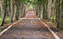 北宋太學緊鄰“煙花之地”，學子們?nèi)绾伟残淖x書？