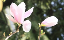 新手養茶花：茶花養的好不好關鍵在澆水