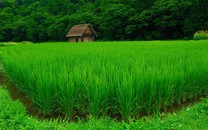 美國餐飲業迎倒閉潮 華人餐館主稱開門就虧錢