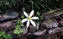 600年不下雨的花園城市