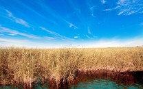 天然的“止咳王”找到了！此野草泡水喝,止咳化痰