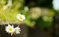 4月份，感情運勢上升的星座，桃花纏身，舊愛歸來，有望重溫舊夢