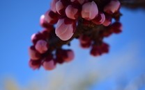 今年“馬上有錢花”的生肖，從此福祿滿滿，十有八九都是財運爆棚