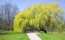 4月份，感情運勢上升的星座，桃花纏身，舊愛歸來，有望重溫舊夢