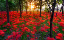 安吳商婦：那年花開月正圓