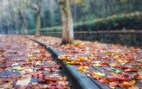 日本民眾冒雨上街慶祝