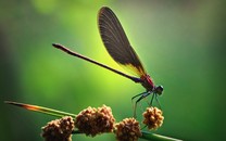 晚年歐陽修頭戴鮮花游西湖，一首宋詞字里行間可見醉翁本色